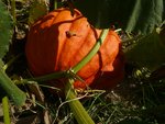 rouge vif d'Etampes.jpg