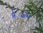 CIMG0833-2.jpg