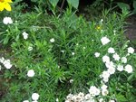 aout 2011 016 (Small).JPG
