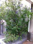 plante Lorient.JPG
