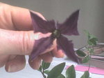 DSC00002.JPG