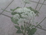 DSC00005.JPG
