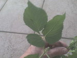 DSC00006.JPG