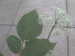 DSC00007.JPG