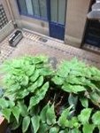 la plante
