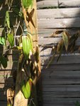 clematite1