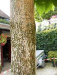Tronc du catalpa