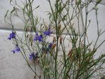 IMG_4360.JPG