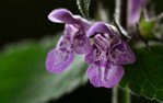 DSC_0730 1.jpg