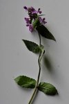 DSC_0731 1.jpg