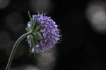 DSC_0768 1.jpg