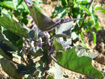 mon aubergine