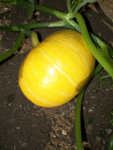 mon potiron