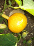 potimarron