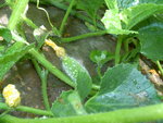 melon luneville