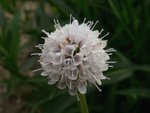 succisella inflexa frosted pearls 20 07 08.jpg
