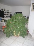 voici la photo de mon superbe ovata grassula
