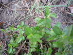 P1010183.JPG
