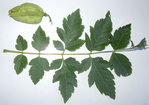 arborescent 350 pixel.jpg