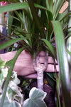 peut-etre-dracaena.jpg