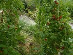 les tomates sous abri.jpg