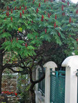 mon_arbre.jpg