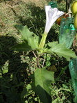 Fleur inconnue 2.jpg