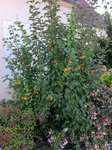 IMG_1204.jpg
