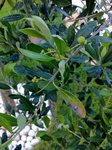 Les &quot;olives&quot;