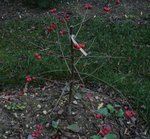 malus red sentinel 18 01 11.jpg