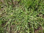 Herbe rampante