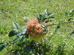 DSC05335F.JPG