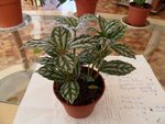 peut-être une pilea cadierei ?