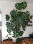 Monstera.JPG
