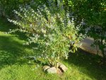 DSCN0244-2.JPG