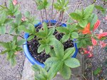 r2011_0505salve05-20110027.JPG