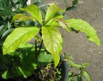 juin2008 002.jpg