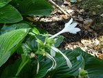DSC01365a.jpg