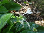 DSC01366a.jpg