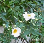 Anemones du Japon .