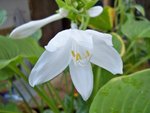 Hosta plantaginea .