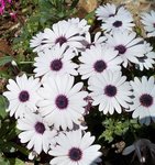 Osteospermum .