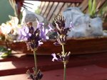 DSC00449.jpg