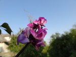 DSC00453.jpg