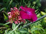 DSC00451.jpg