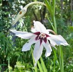 fleurs 2679.JPG