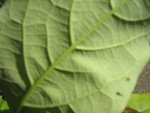 juin2008 003.jpg