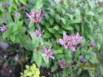 2011-08-29  tricyrtis4'x.jpg