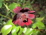 2011-08-26  cosmos chocolat X.jpg