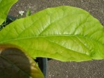 juin2008 004.jpg